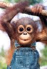 Singe