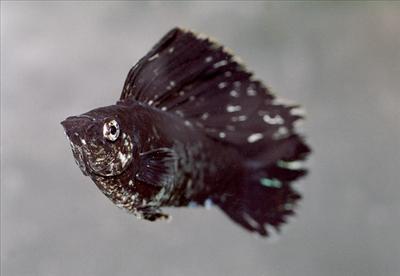 Barblar(Cyprinidae)