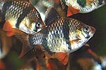 Tetralar(Characins)