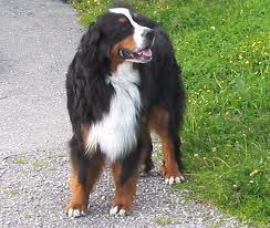 Bernese dağa köpeği