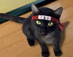 Ninja Cats!