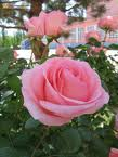 Zarafet,İncelik,Memnuniyet,Keyif, 