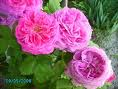 SEVGİ GÜLÜ