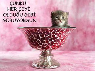 Çünkü her şeyi olduğu gibi görüyorsun...